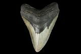 Fossil Megalodon Tooth - North Carolina #124337-1